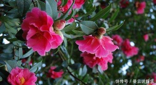 茉莉|花期超长的4种花,香气胜茉莉,花量有多又美