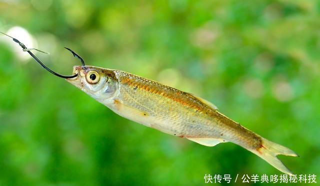 学习|垂钓干货浮漂“翩翩起舞”怎么办,学习这几招,轻松应对杂鱼闹