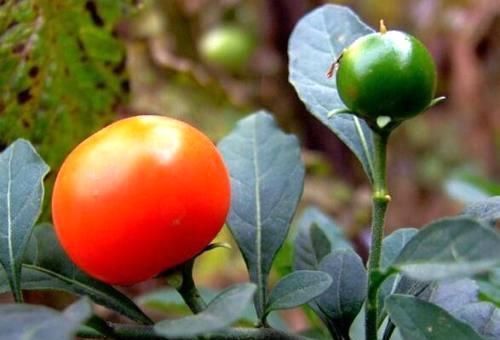 家里种此个果树,养眼好打理,全株都能药用,观赏价值极强