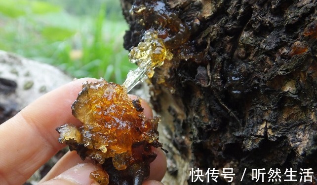 鱼腥草|66种野菜大图片，带你见识不同的野菜和吃法，你想要的野菜这里有