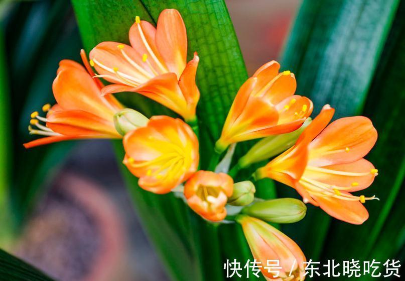 虎皮兰|室内养花太难,试试这4种,好养还不容易枯萎