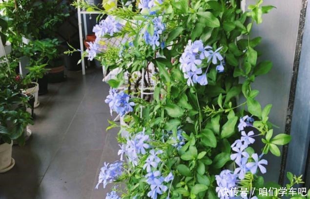 花农养花为啥成本这么低学会用小苏打,几十盆都花不了2块钱!