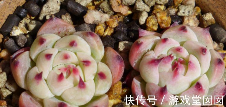 冬天买多肉,虽然价钱便宜,但不注意这些,却难服盆、易伤亡