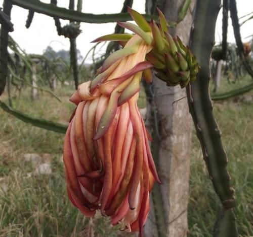 请识别好“它”，如果你家也有种植，现在就要重视，因为价值极高