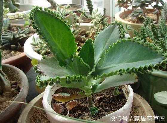 上班族|没时间养花？不如栽上此3种植物，半月不浇水，都不用操心