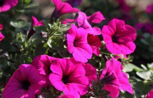 太美|此4种花,一年多次开花,漂亮又好养,太美了