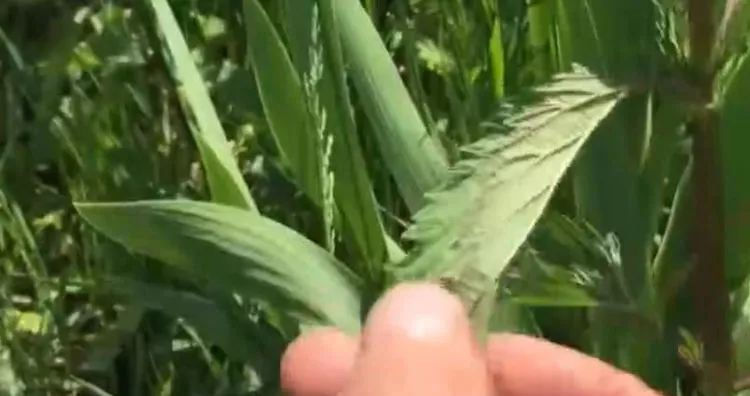 家禽|叶子带齿的这种野草,农民拿去喂家禽,价值极高人称“百草之王”