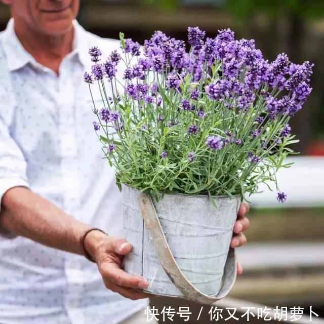 卧室养花就选这八种，安神又助眠，卧室摆几盆，一夜好梦睡得香