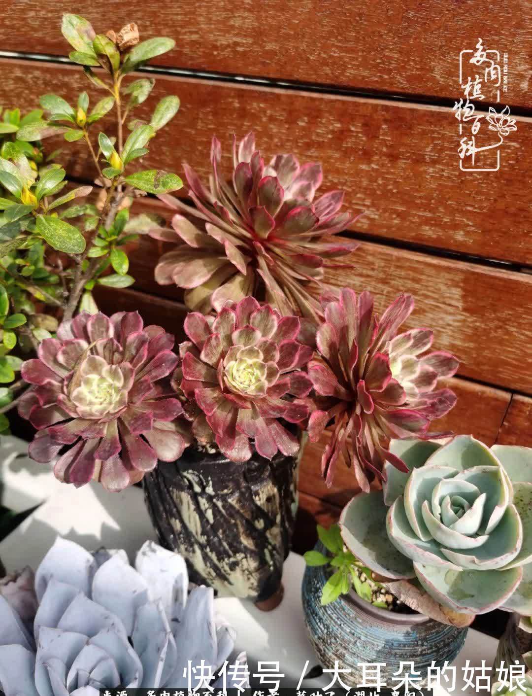 春暖花开,万物复苏,多肉迎来最美时光!