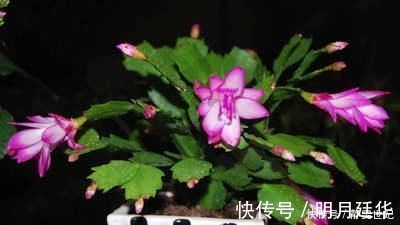 新芽|老花匠这样养蟹爪兰,“1种汁液”兑水浇,7天1次,新芽蹭蹭冒
