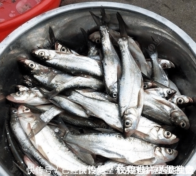 垂钓|长江该禁止钓鱼一男子长江“疯钓”野生白鱼,引网友怒怼