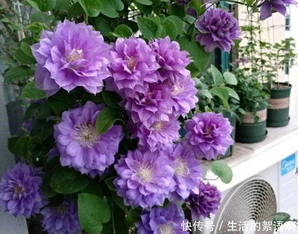 奶奶家的小院,养了2棵花,三年之后,朋友都专门去欣赏,太好看!