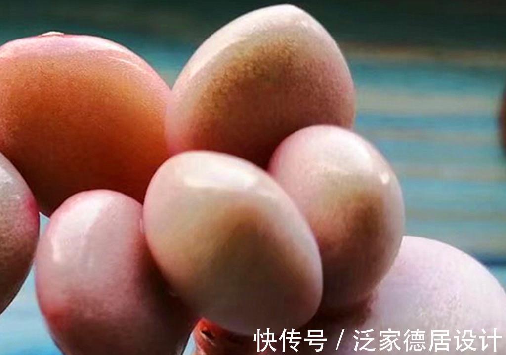 叶片|一众多肉中,桃蛋是心中最痛,因为真难养,还好有这些品种取代它