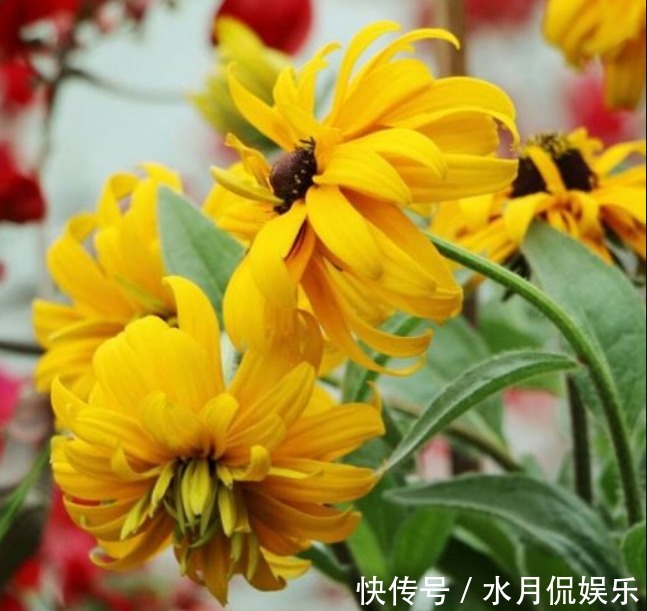 喜欢菊花，不如养盆“菊之珍品”，清新之美，飘逸洒脱