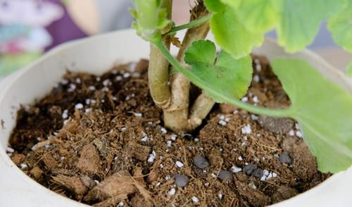 5月养花要养根，3个小窍门护根强根，让人打理盆栽更省心