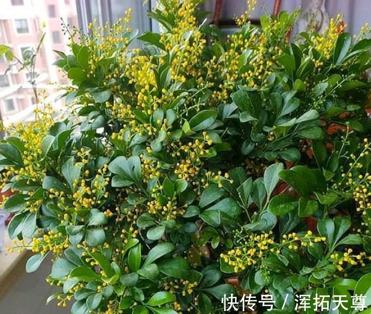 米兰花|4种花好养易活，旺财又养人，花朵迷人，阵阵花香