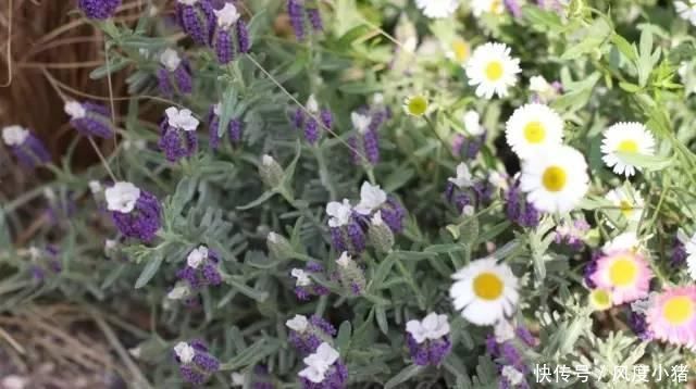 种植|家里有院子不如搞个种植池,这几样植物推荐给你