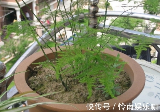 养文竹,忽视了这3点,盆栽越长越丑,状态差