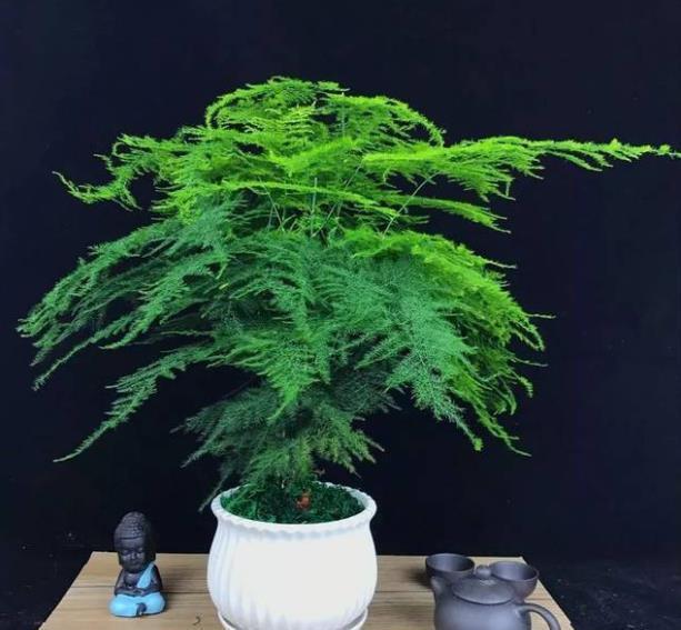 耐阴花|北阳台空荡荡不好看?摆上5种耐阴花,不晒太阳也能绿油油