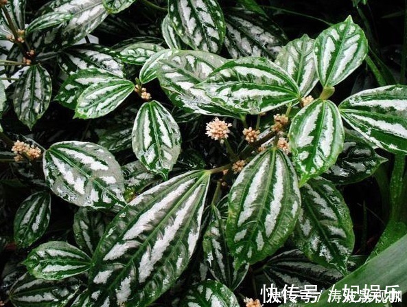 适合盆栽的4种“吸毒花”,让病菌无所遁形,保护家人的健康花