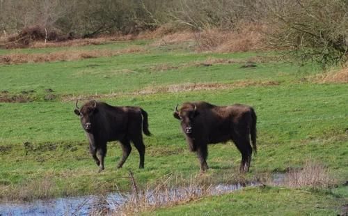 已消失6000年的野牛将重返英国,一种消失13.6万年的鸟也出现了
