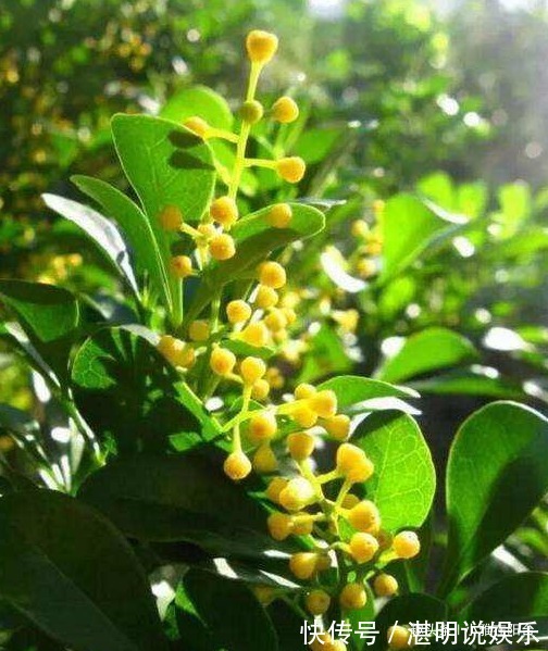 病虫害|米兰花怎么修剪一个修剪“小窍门”,植株饱满,枝繁叶茂开花多