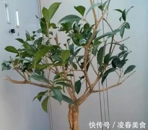 虎皮兰|这16种花冬天越浇越死,3个月不管,反而长高个