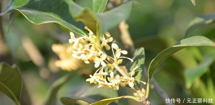 人到中年,可常吃以下食物,排毒消脂,排毒祛湿,肌肤更细嫩