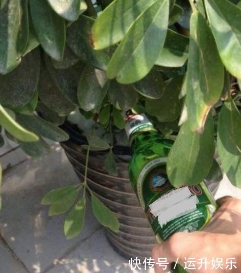 全民养花季,教你6个“养花绝招”,杀害虫促发芽,扦插生根快