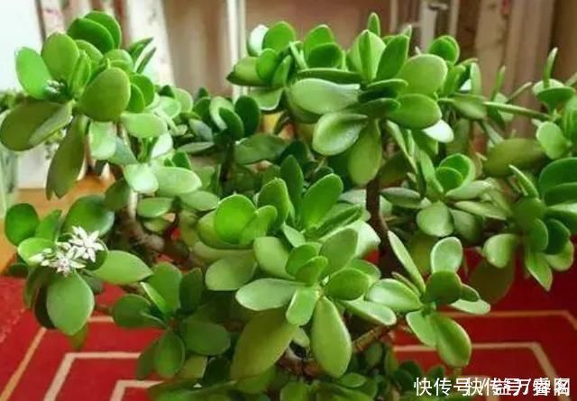 佛手柑|养花不如种树!这4种“招财树”,寓意都很好,给钱你也别卖