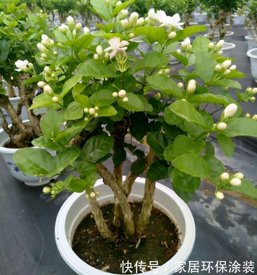 爆盆|养茉莉,记住5点“疯狂”,一年开5茬,花开爆盆不是事