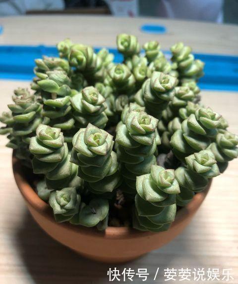 串串|多肉钱串底叶干,避开此“误区”,养出串串“小铜钱”,美美哒