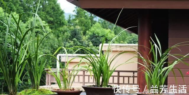 兰菌|老前辈养兰花,盆里撒把粉,兰花呼呼长,叶子厚绿油亮,不烂根