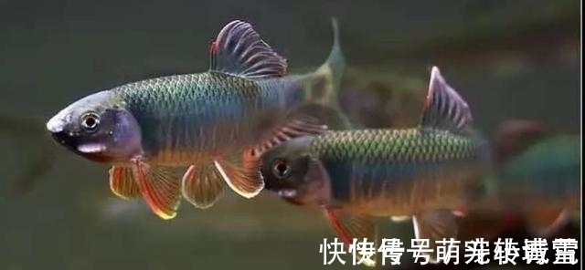 饲养|我国最漂亮的原生鱼,未必是鳑鲏和白云金丝,这种小型鱼更漂亮