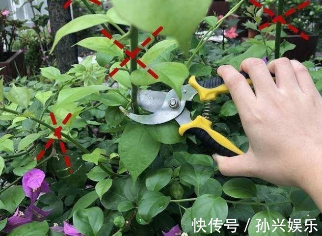 家中养殖的三角梅开花了吗用点“催化水”很是管用，不久可开花