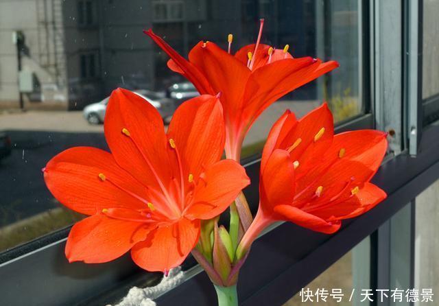 对红冬天养护很简单,掌握好方法,花朵鲜艳又多姿,很漂亮