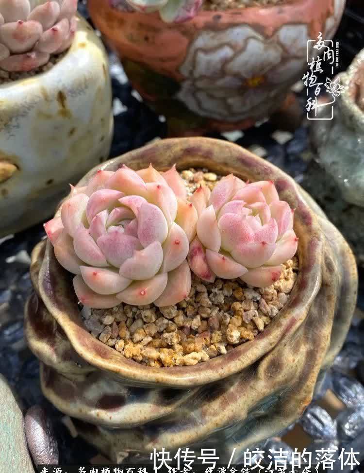 阳光露台多肉,天时地利人和!美肉知时节,当春乃发生!