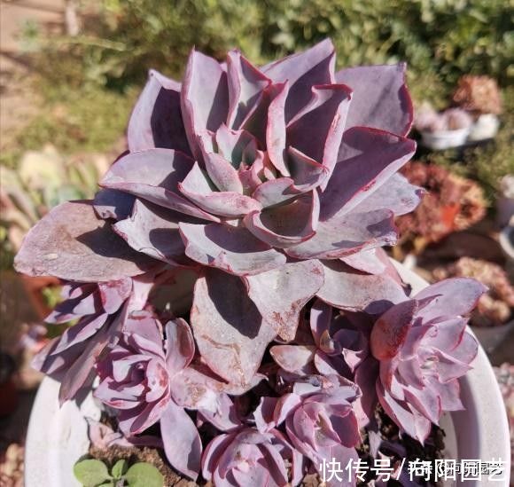 浇水|多肉之所以养不好,全在“水”上,“不会”浇水,直接烂根