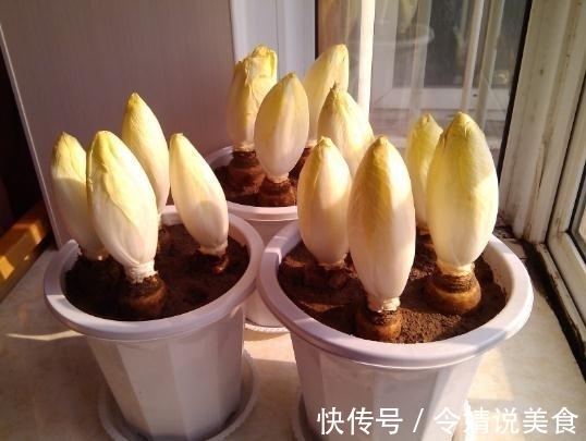 花盆|路边捡个“废根”,扔花盆里,2个月长成高价盆栽,一斤卖80元