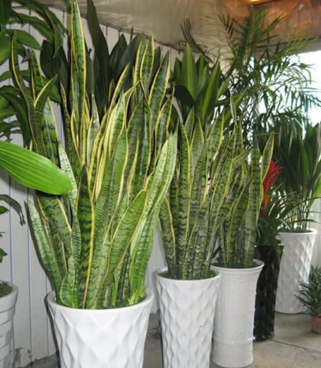 在家用这法养虎皮兰，简单一养就爆盆，还能净空气，值