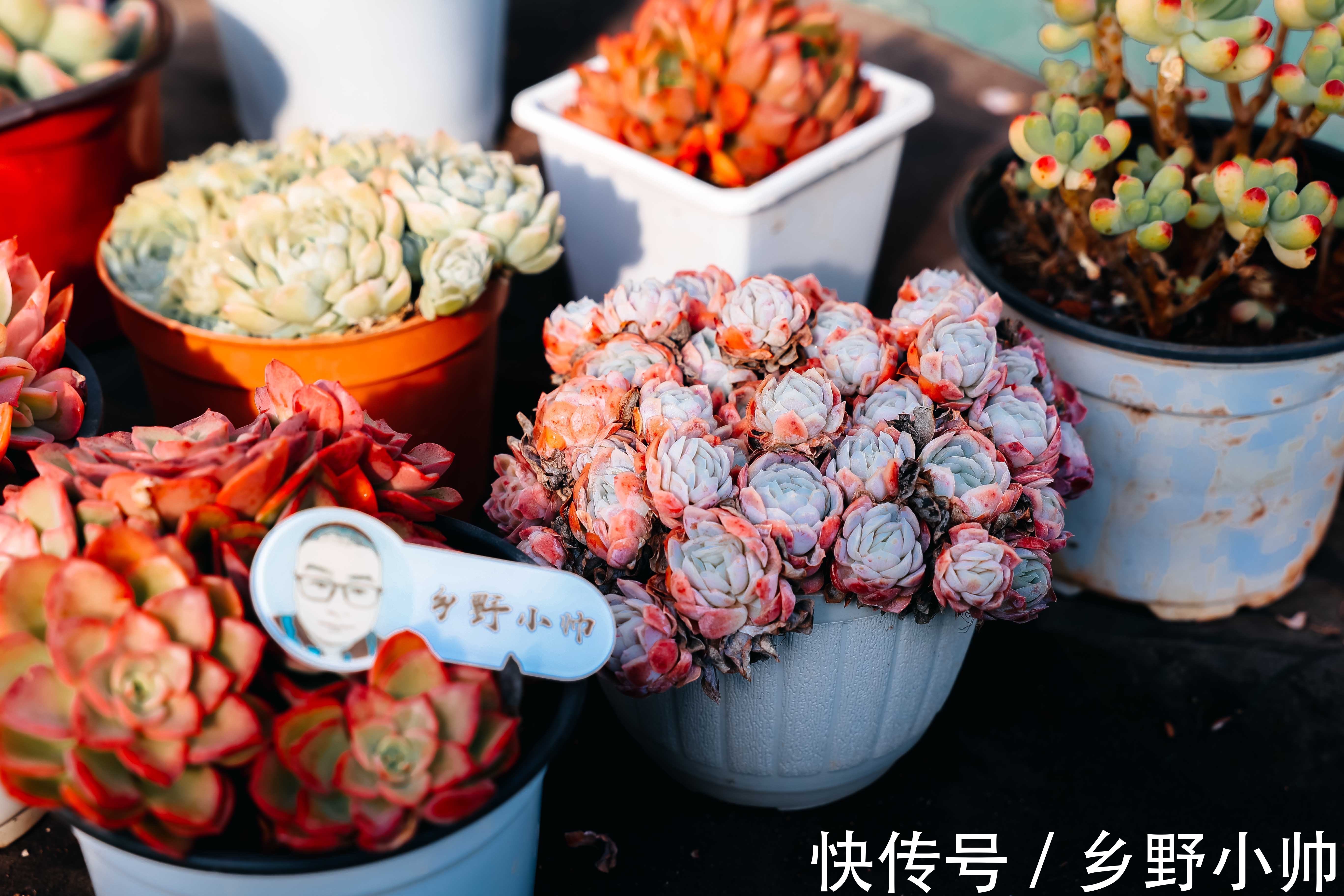 冬天买回家的多肉怎么处理?做好2个准备,做对3个步骤