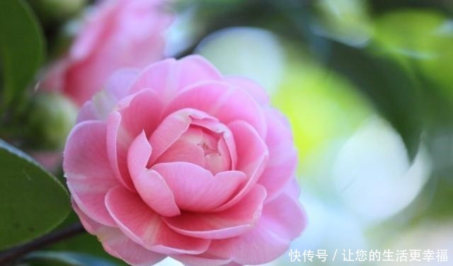 世界十大花期最长的花,全年都开的花有哪些什么花的赏花期最长!