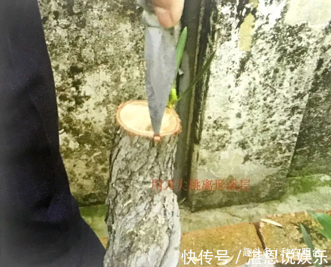 嫁接|罗汉松芽接案例分享,台长教你玩出别出心裁的岭南盆景!