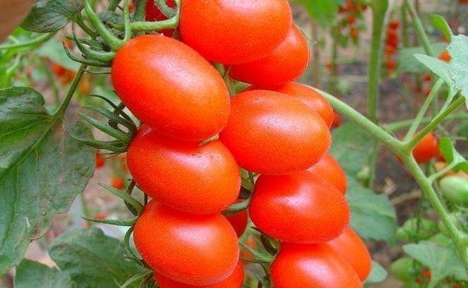 豆制品|怀孕期间记得多吃此种水果!不仅宝妈好,生下的宝宝非常白