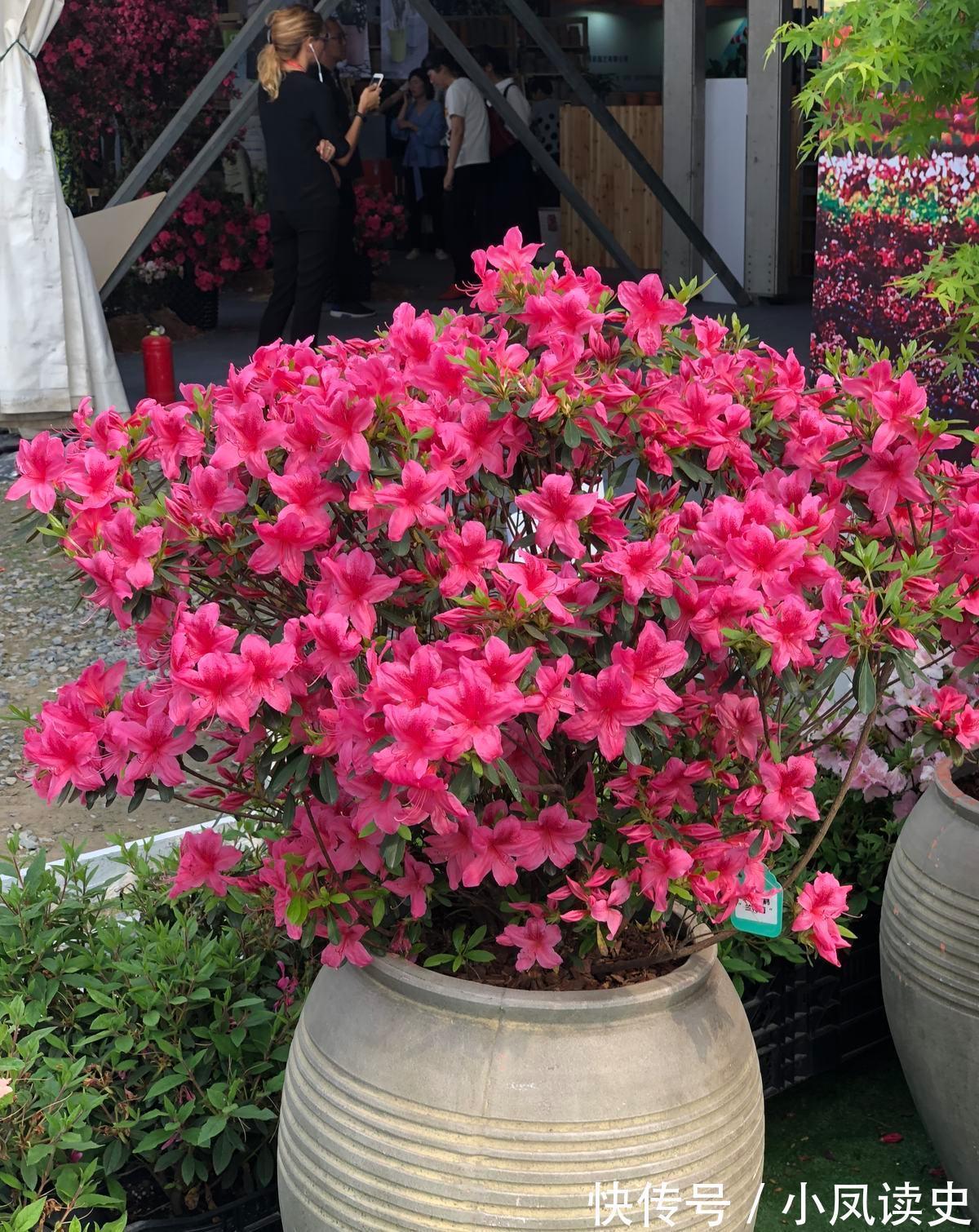 6种“富贵花”天生怕晒，客厅没光照，照样开满花，吉利旺家