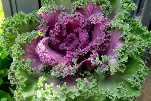 此花是寓意着祝福和吉祥的花，有着优美华丽的花姿，花色还鲜艳