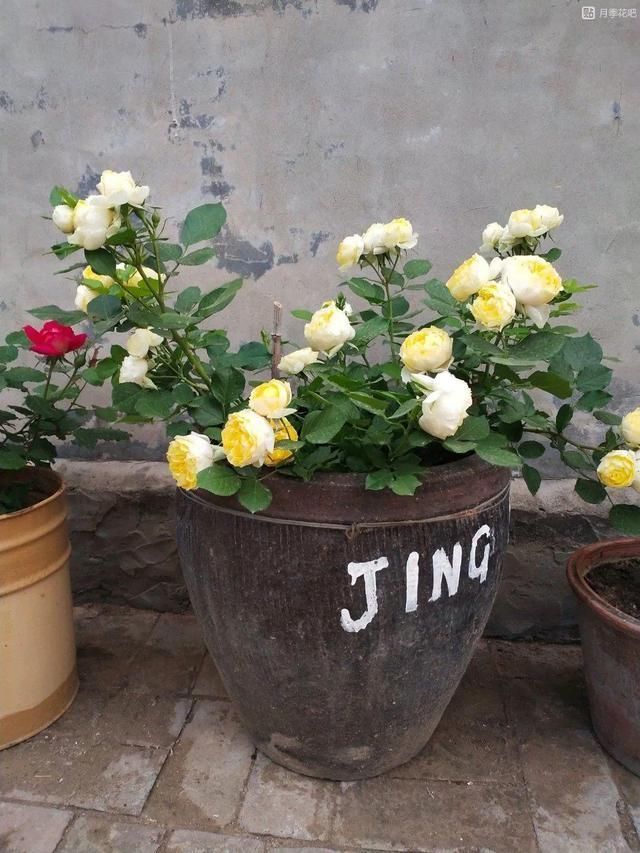 我型我秀|腌咸菜的坛子钻个孔，养花变成巨无霸，特美