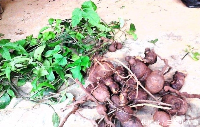 这种抗癌的中草药只有中国特有,你们家乡有吗?