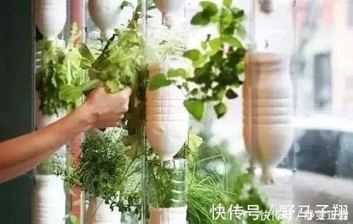 水培花|家里的废瓶用来养花，“噌噌”冒出大白根，新叶呼呼长不停
