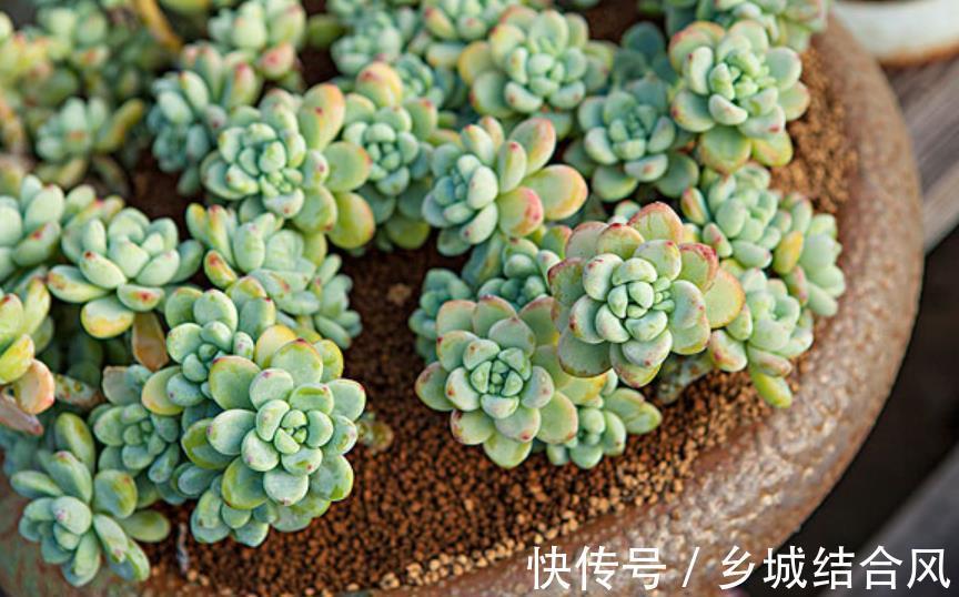 自带香味的多肉植物,3件事做不好,难怪选对品种也闻不到香味